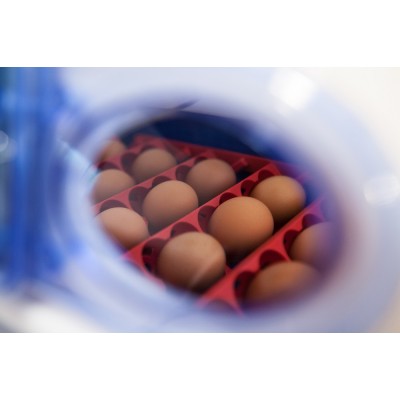 Incubadora de huevos semiautomática Borotto REAL 24 con envío gratuito