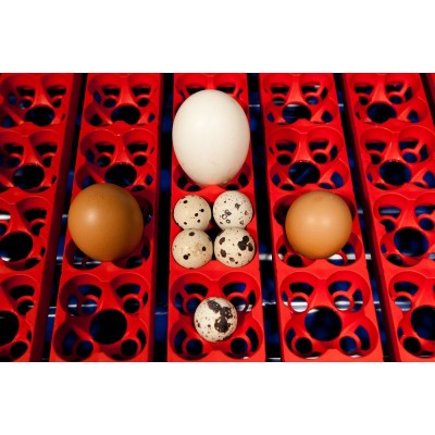 Incubadora de huevos semiautomática Borotto REAL 24 con envío gratuito