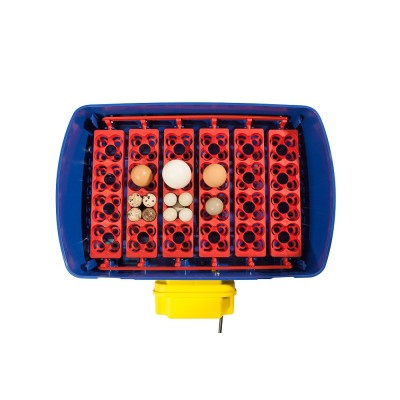 Incubateur automatique Borotto Real 24 œufs avec livraison gratuite