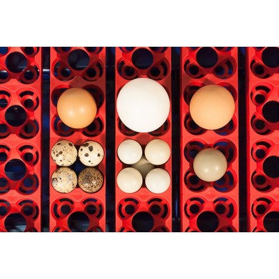 Borotto Real 24 Automatic Egg Incubator with Free Shipping
