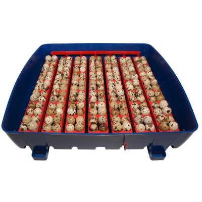 Borotto Real 49 Semi-Automatic Egg Incubator Free Shipping