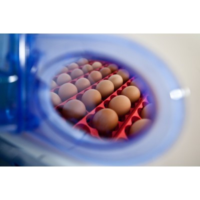 Incubateur à œufs semi-automatique Borotto Real 49 - Livraison gratuite