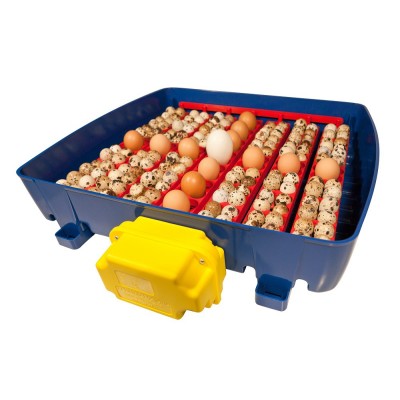 Borotto Real 49 Automatic Egg Incubator at the Best Price