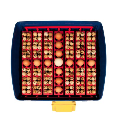 Incubadora automática de huevos Borotto Real 49 al mejor precio