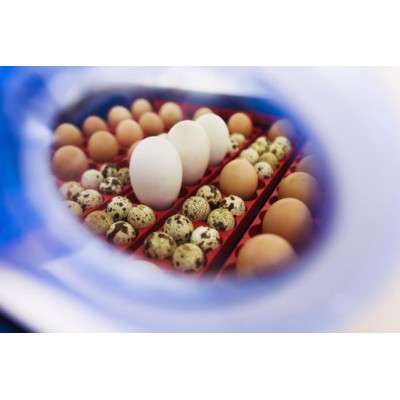 Incubateur automatique Borotto Real 49 Plus au meilleur prix