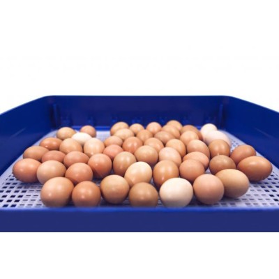 Borotto Real 49 Plus Automatic Egg Incubator at the Best Price