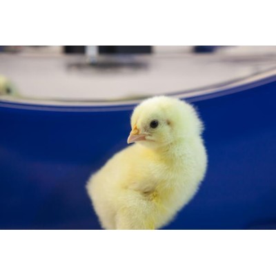 Incubateur automatique Borotto Lumia 8 en ABS avec Biomaster