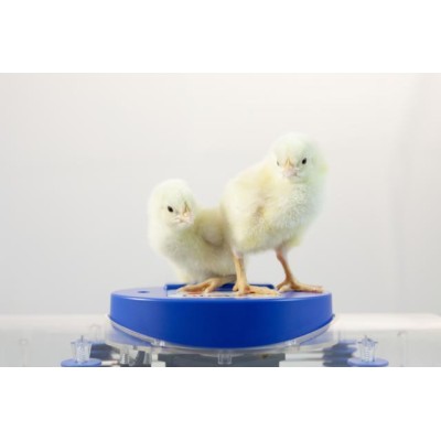 Incubateur automatique Borotto Lumia 8 en ABS avec Biomaster