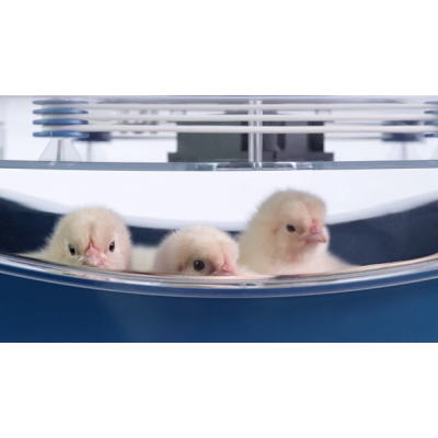 Borotto Lumia 16 Automatic Egg Incubator in ABS and Biomaster