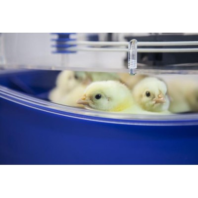 Incubateur automatique Borotto Lumia 8 Expert avec humidificateur Sirio