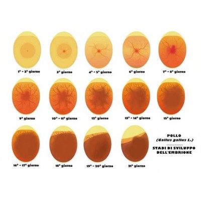 Fiem professional egg candler lamp