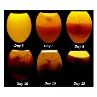 Lámpara ovoscopiadora profesional Fiem