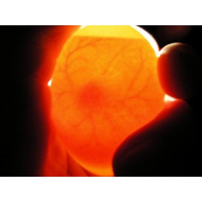 Fiem professional egg candler lamp