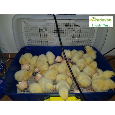 Incubateur à œufs semi-automatique Borotto REAL 24 avec livraison gratuite