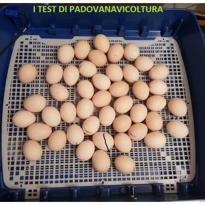 Incubatrice per uova  Borotto Real 49 Semi-Automatica Trasporto gratis