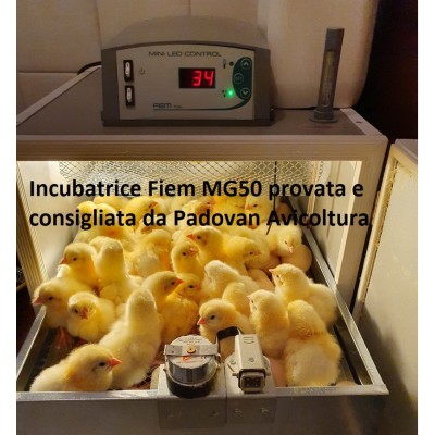 Incubadora automática digital profesional FIEM MG50 MINI LED