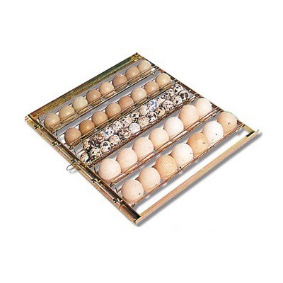 Fiem MG100/150 Incubator with Free Automatic Humidifier