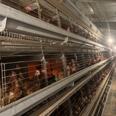 Big Dutchman per 245.460 Ovaiole– 6 Linee 9 Livelli Big Dutchman per 245.460 Ovaiole– 6 Linee 9 Livelli