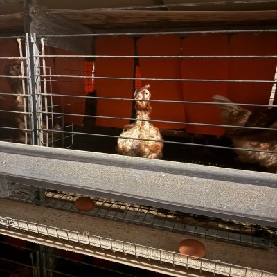 Big Dutchman pour 245 460 couches – 6 lignes, 9 niveaux