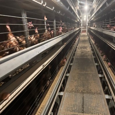 Big Dutchman für 245.460 Ebenen – 6 Linien, 9 Level Big Dutchman für 245.460 Ebenen – 6 Linien, 9 Level